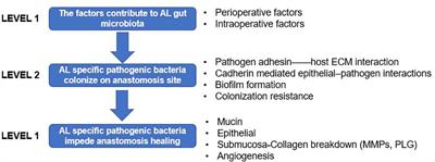 New understanding of gut microbiota and colorectal anastomosis leak: A collaborative review of the current concepts